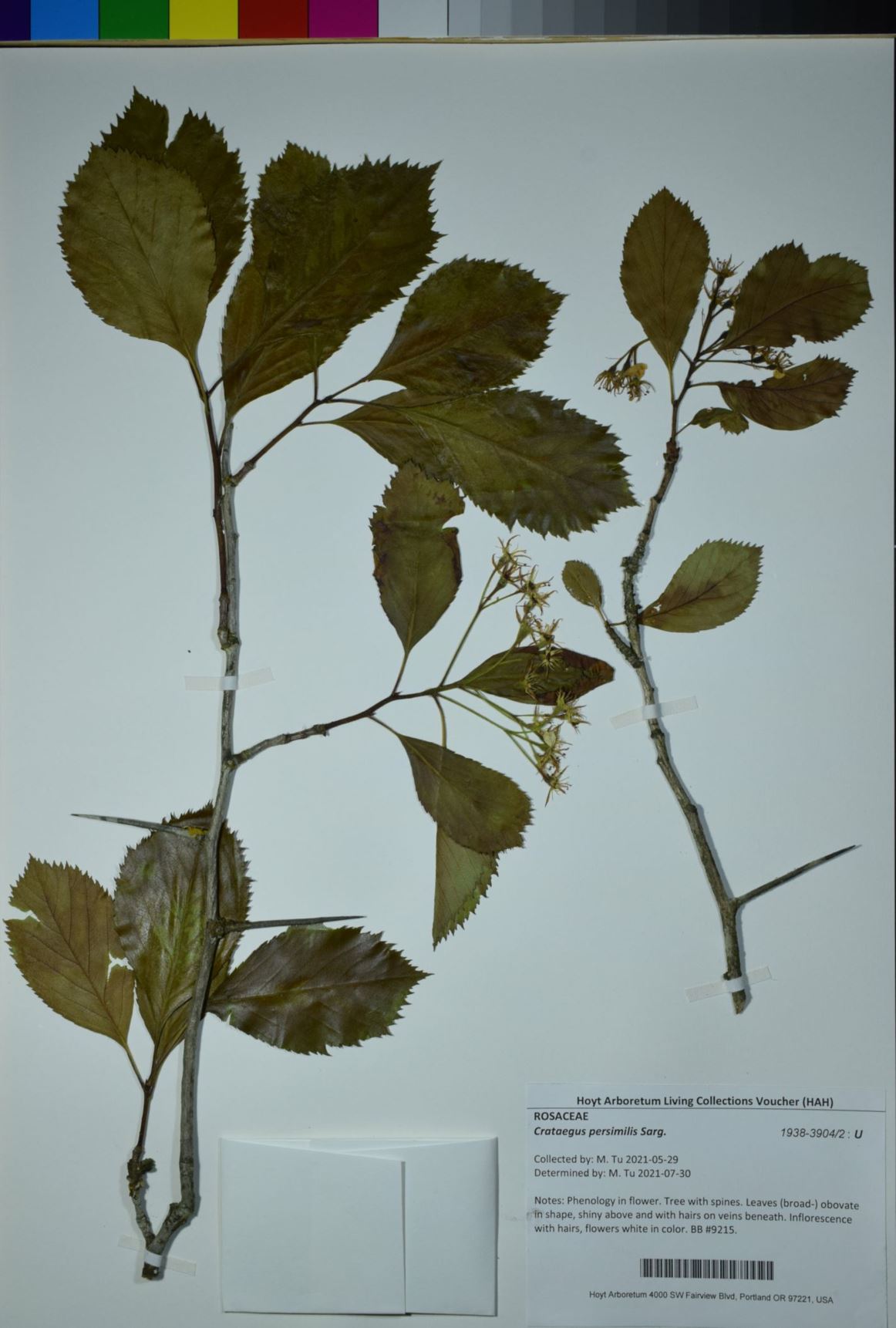 Crataegus persimilis - plumleaf hawthorn