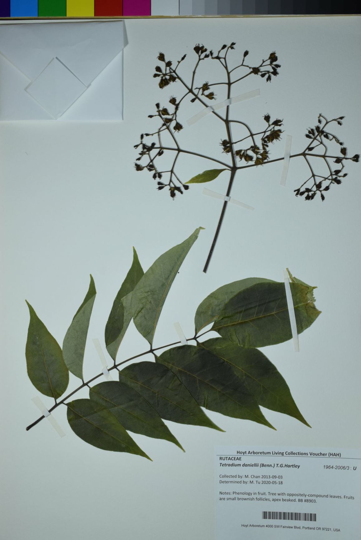 Tetradium daniellii - Korean Bee-Bee Tree