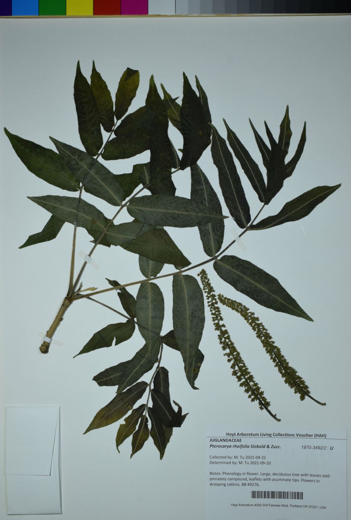Pterocarya rhoifolia - Japanese Wingnut