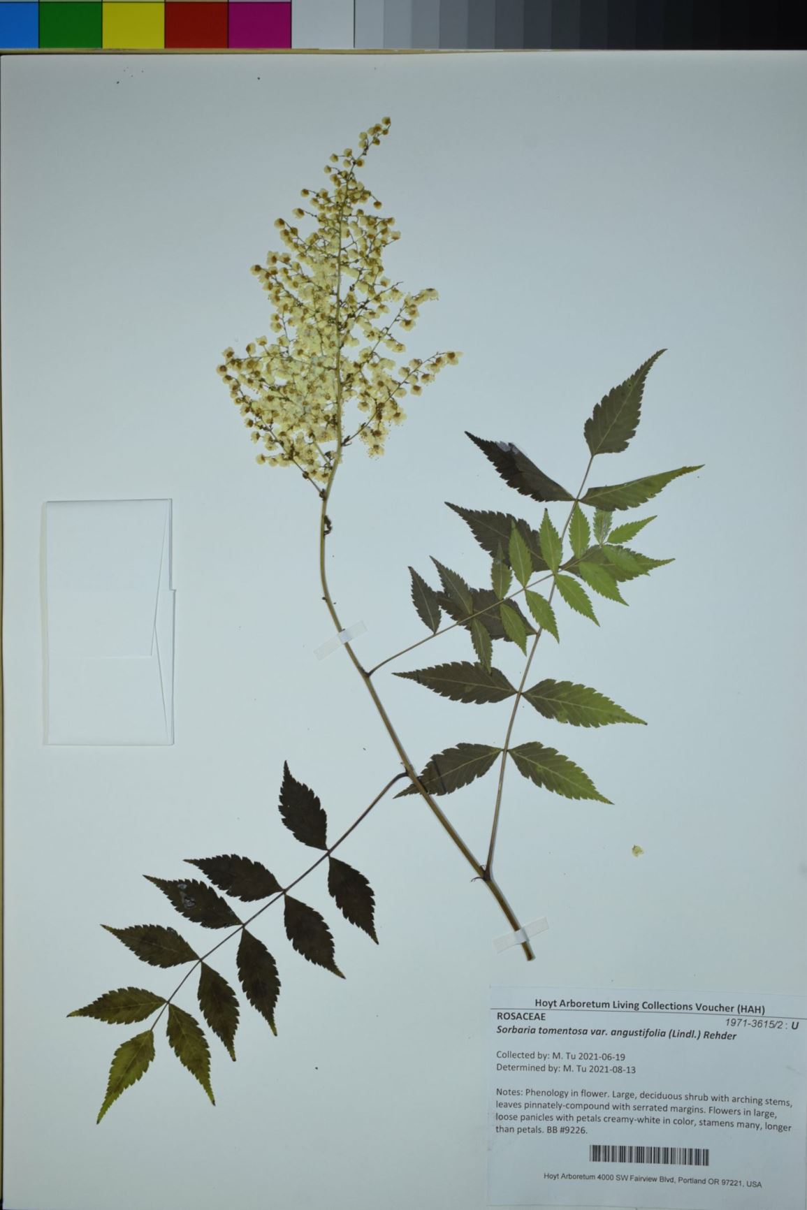 Sorbaria tomentosa var. angustifolia - Kashmir False Spiraea