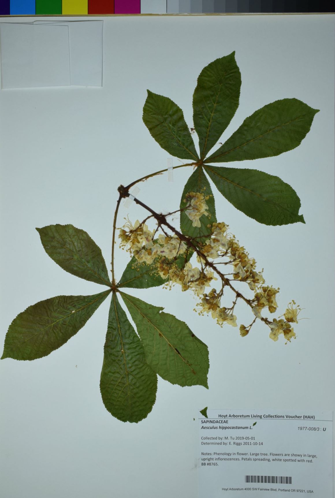 Aesculus hippocastanum
