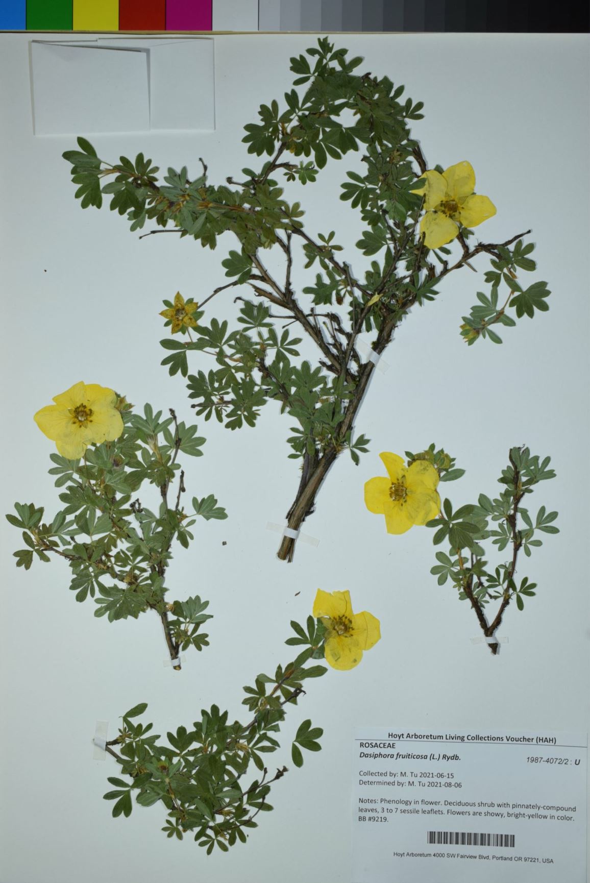 Dasiphora fruiticosa - shrubby cinquefoil, shrubby cinquefoil, bush cinquefoil, widdy, golden hardhack