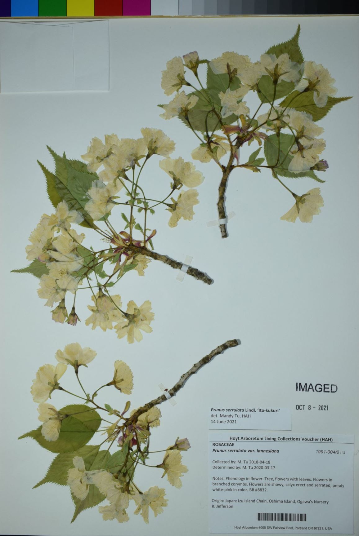 Prunus serrulata 'Ito-kukuri'