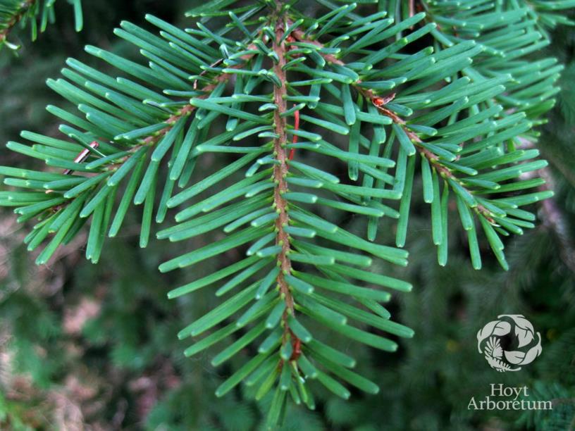 Abies amabilis - Pacific silver fir | Hoyt Arboretum, Portland, Oregon, USA