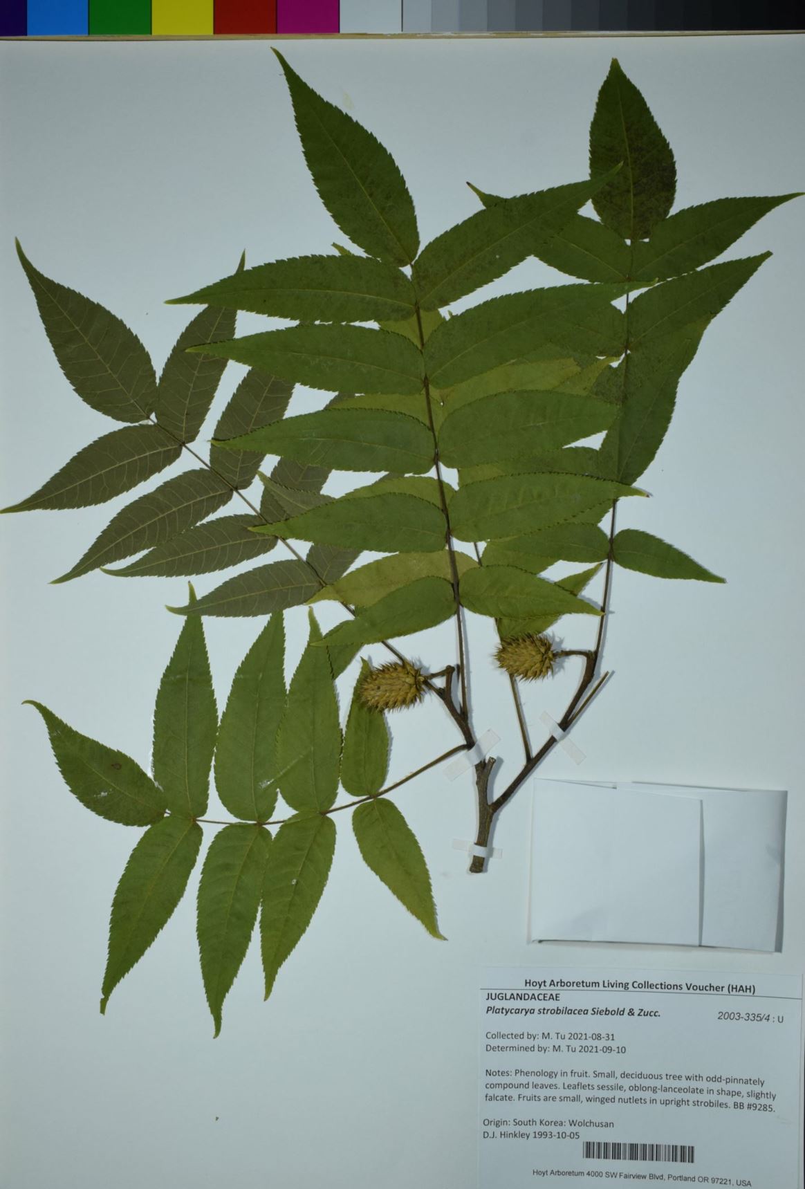 Platycarya strobilacea - platycarya, broad nut