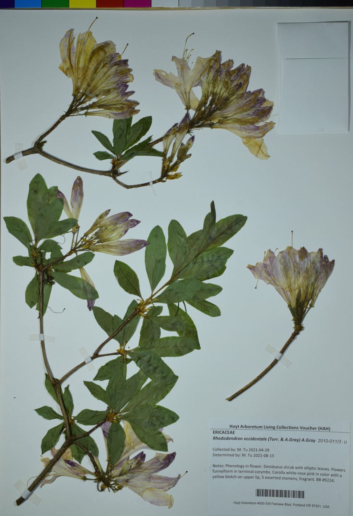 Rhododendron occidentale - western azalea, California azalea, Sonoma azalea