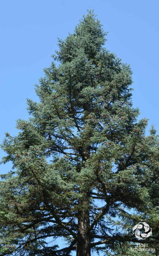 Abies procera - noble fir