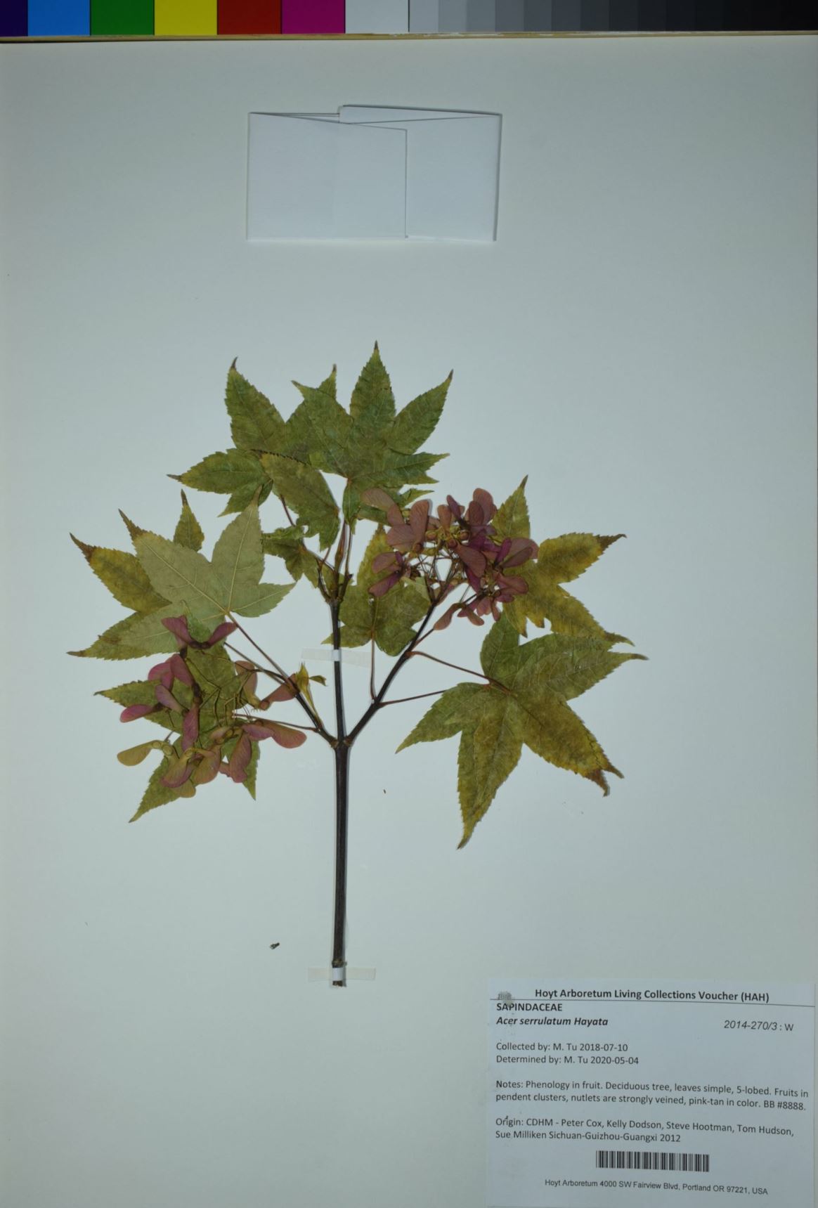 Acer serrulatum