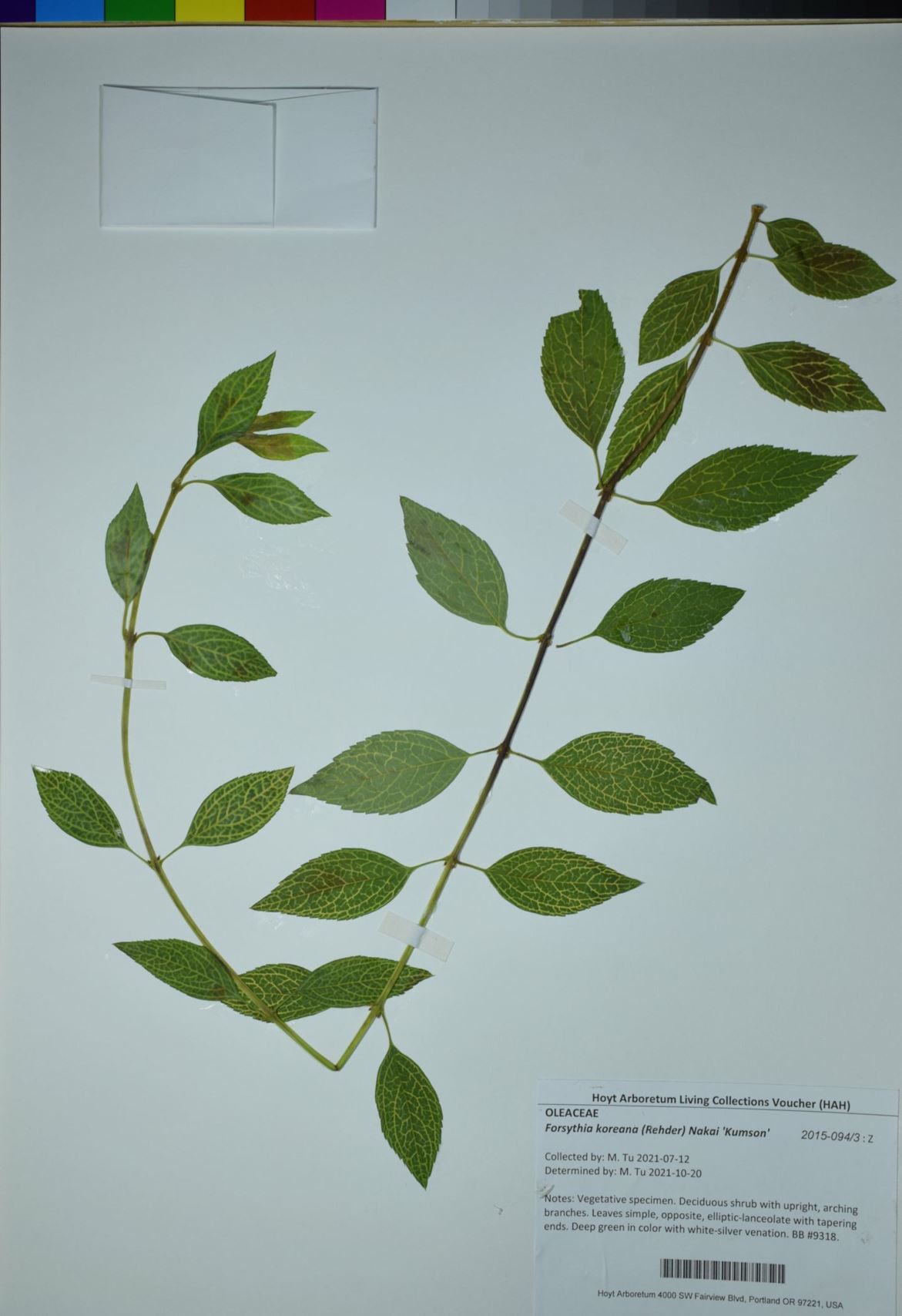 Forsythia koreana 'Kumson' - greenstem forsythia, greenstem forsythia, Korean forsythia