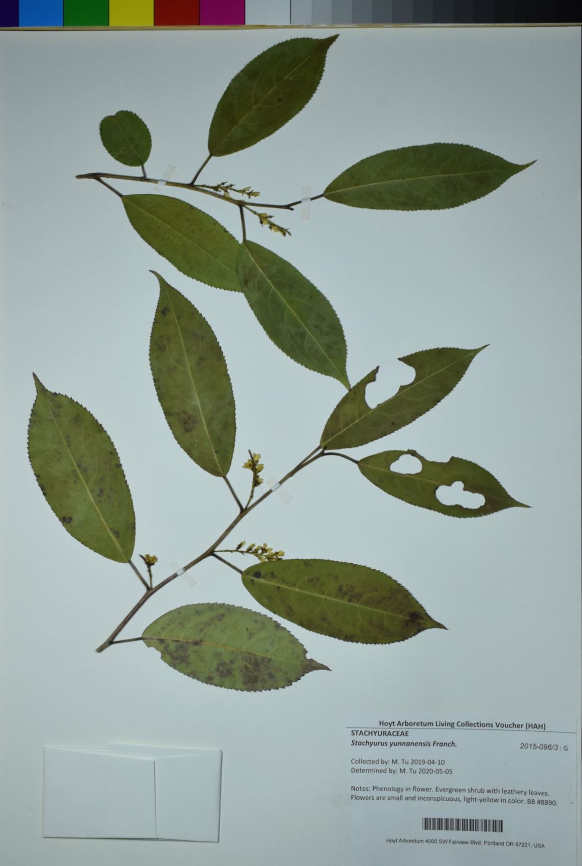 Stachyurus yunnanensis