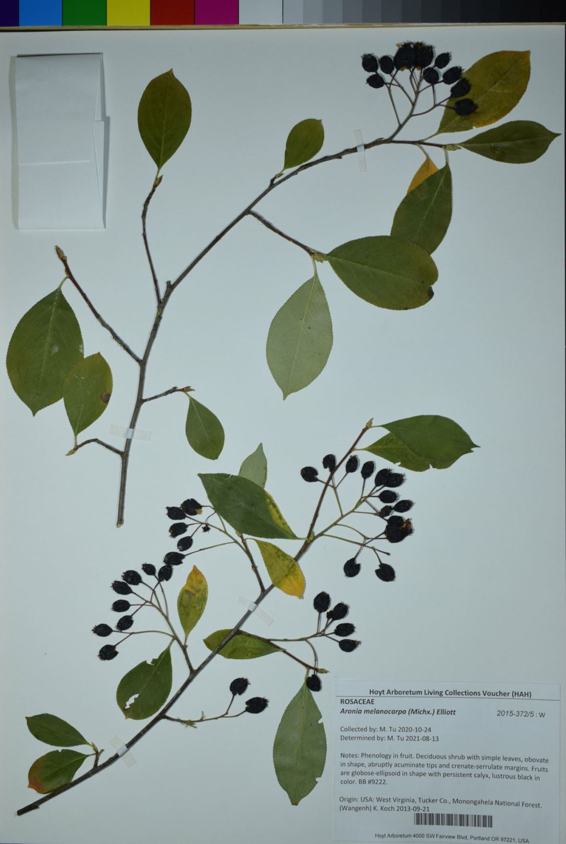 Aronia melanocarpa - black chokeberry