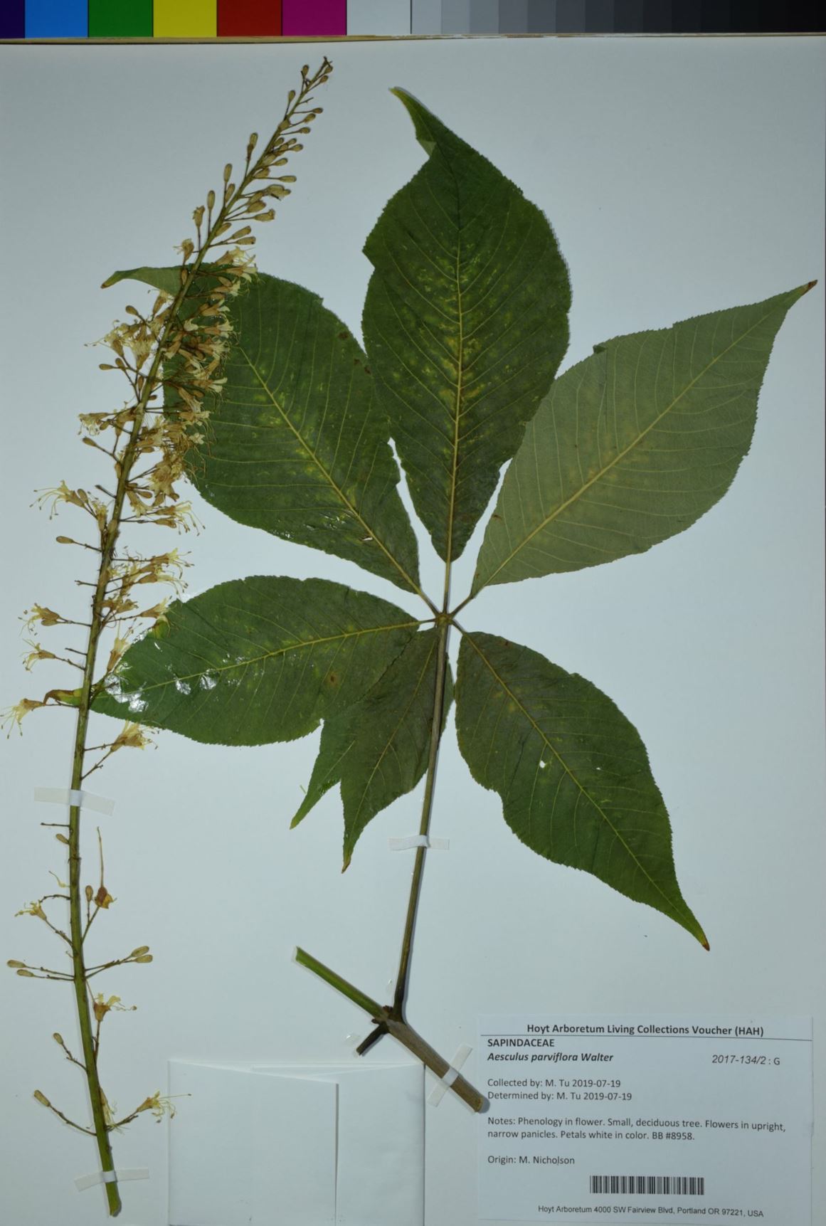 Aesculus parviflora - bottlebrush buckeye, dwarf horse-chestnut