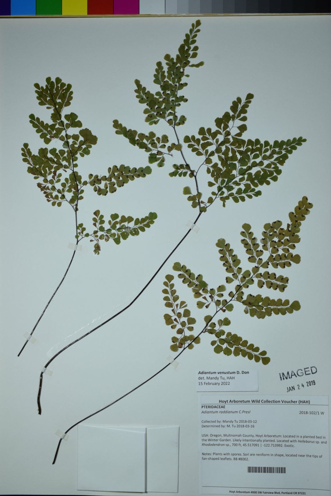 Adiantum venustum - Himalayan maidenhair fern