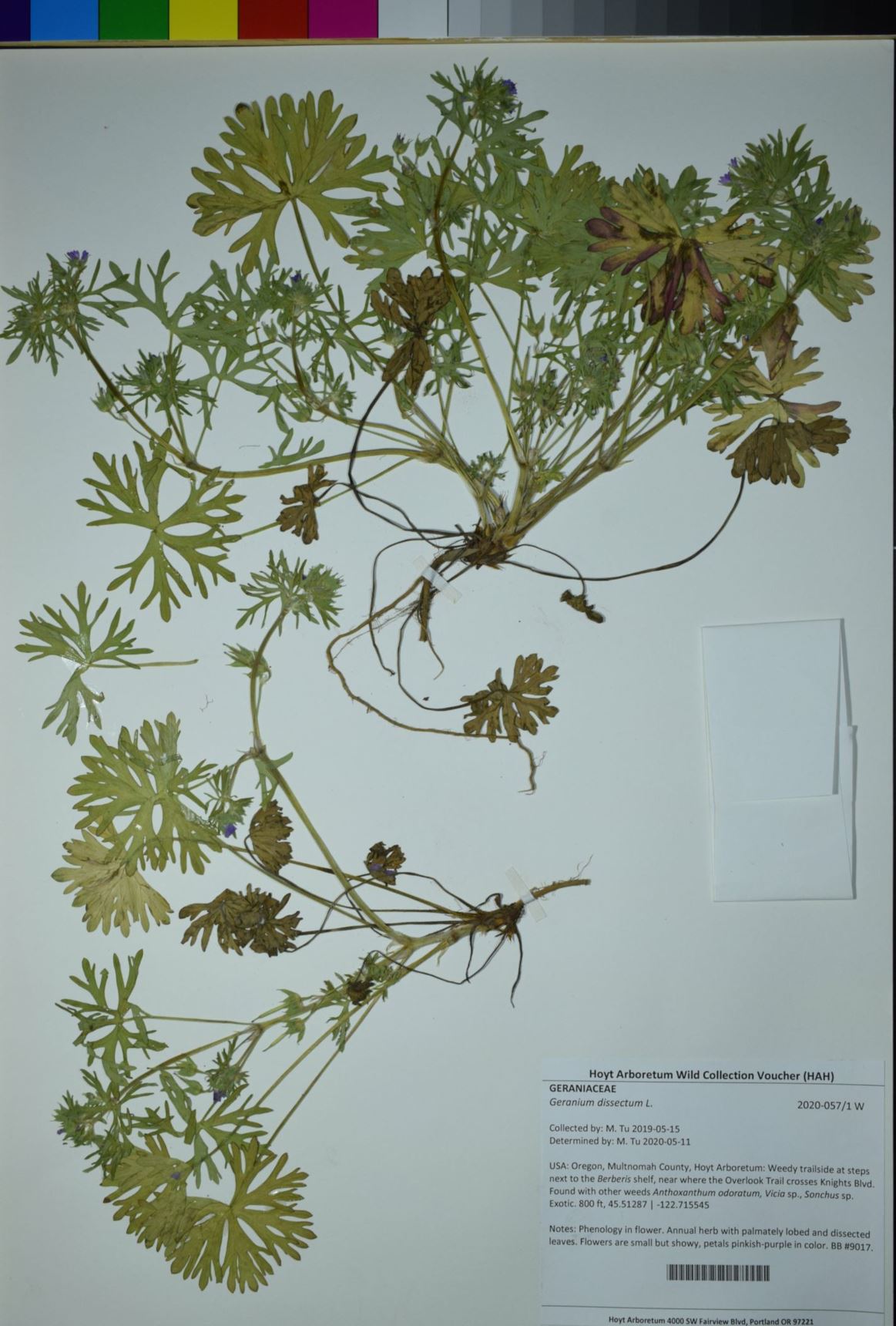 Geranium dissectum - cutleaf geranium