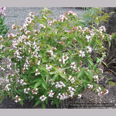 Abelia mosanensis - fragrant abelia