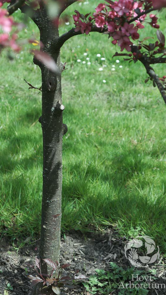 Malus 'JFS-KW5' Royal Raindrops® - Royal Raindrops® crabapple