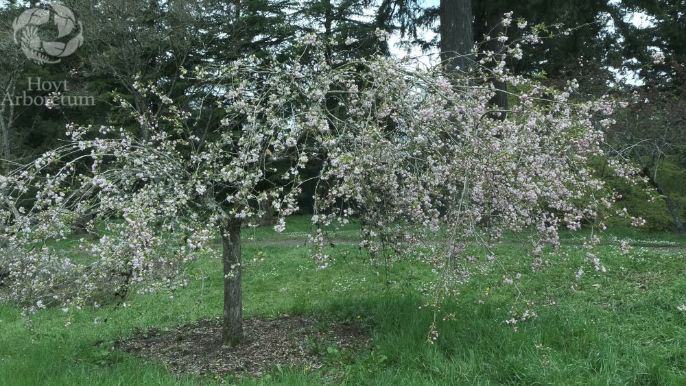 Malus spectabilis - Asiatic apple, Chinese crab apple, Chinese flowering apple