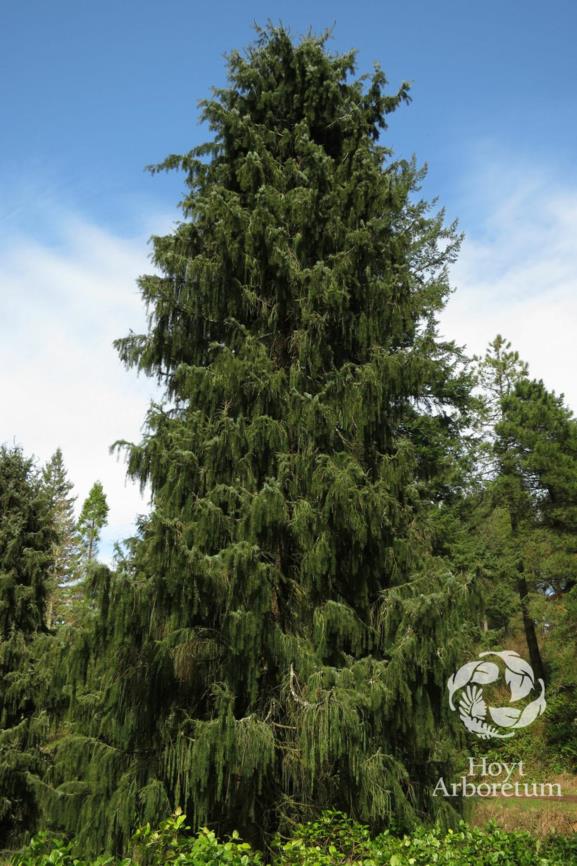 Picea breweriana - Brewer's Weeping Spruce