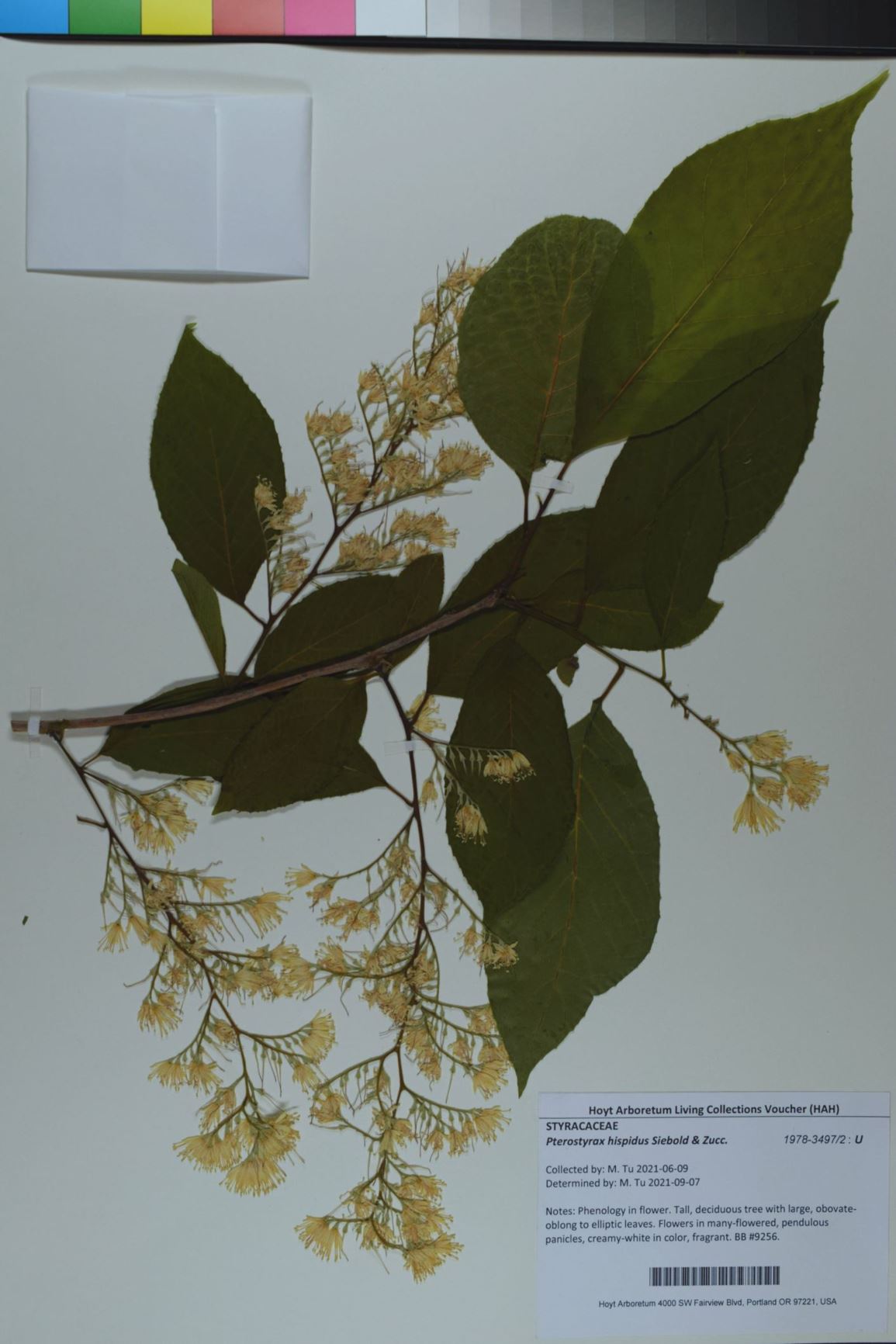 Pterostyrax hispidus - Fragrant Epaulette Tree, epaulette tree