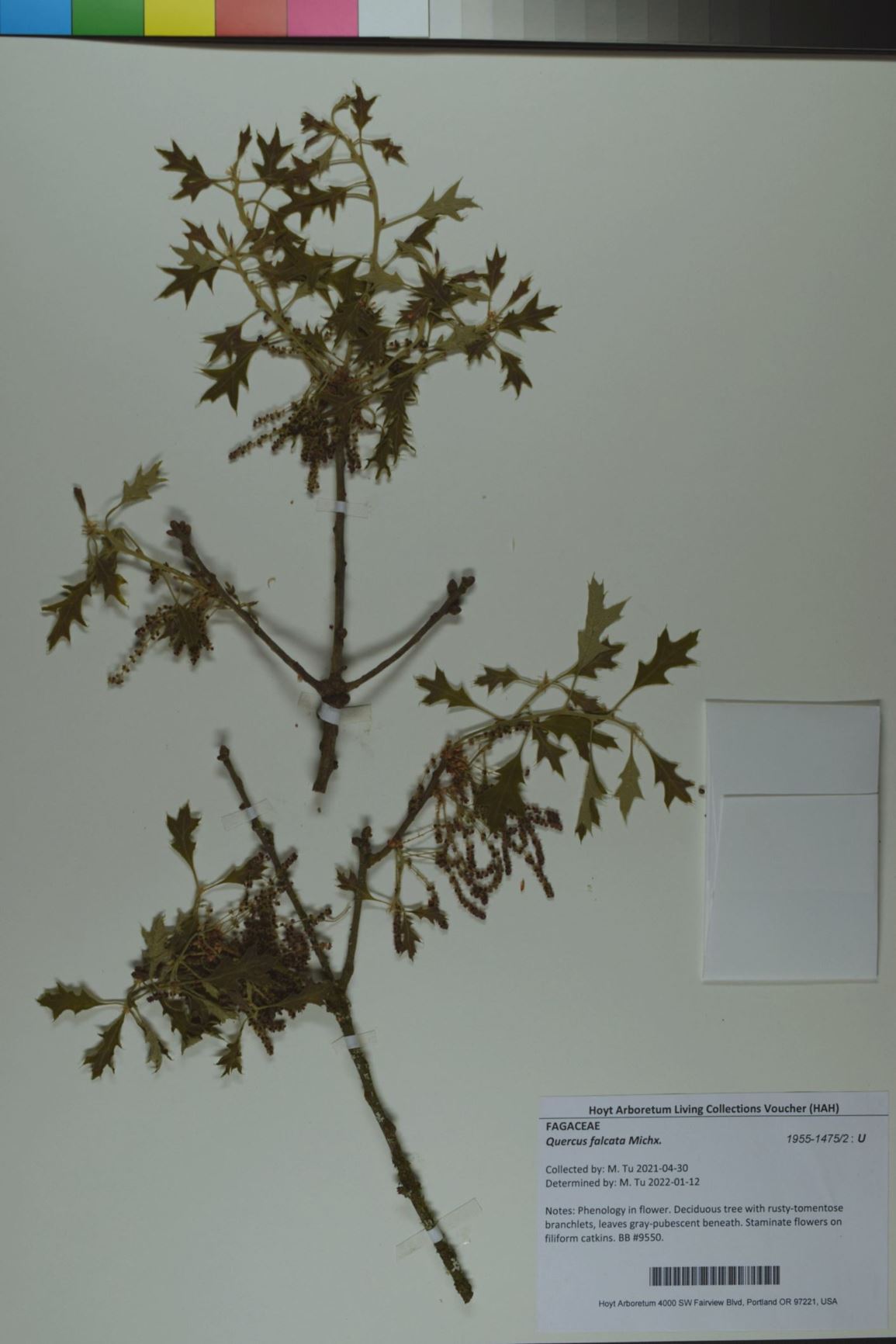 Quercus falcata - Southern Red Oak