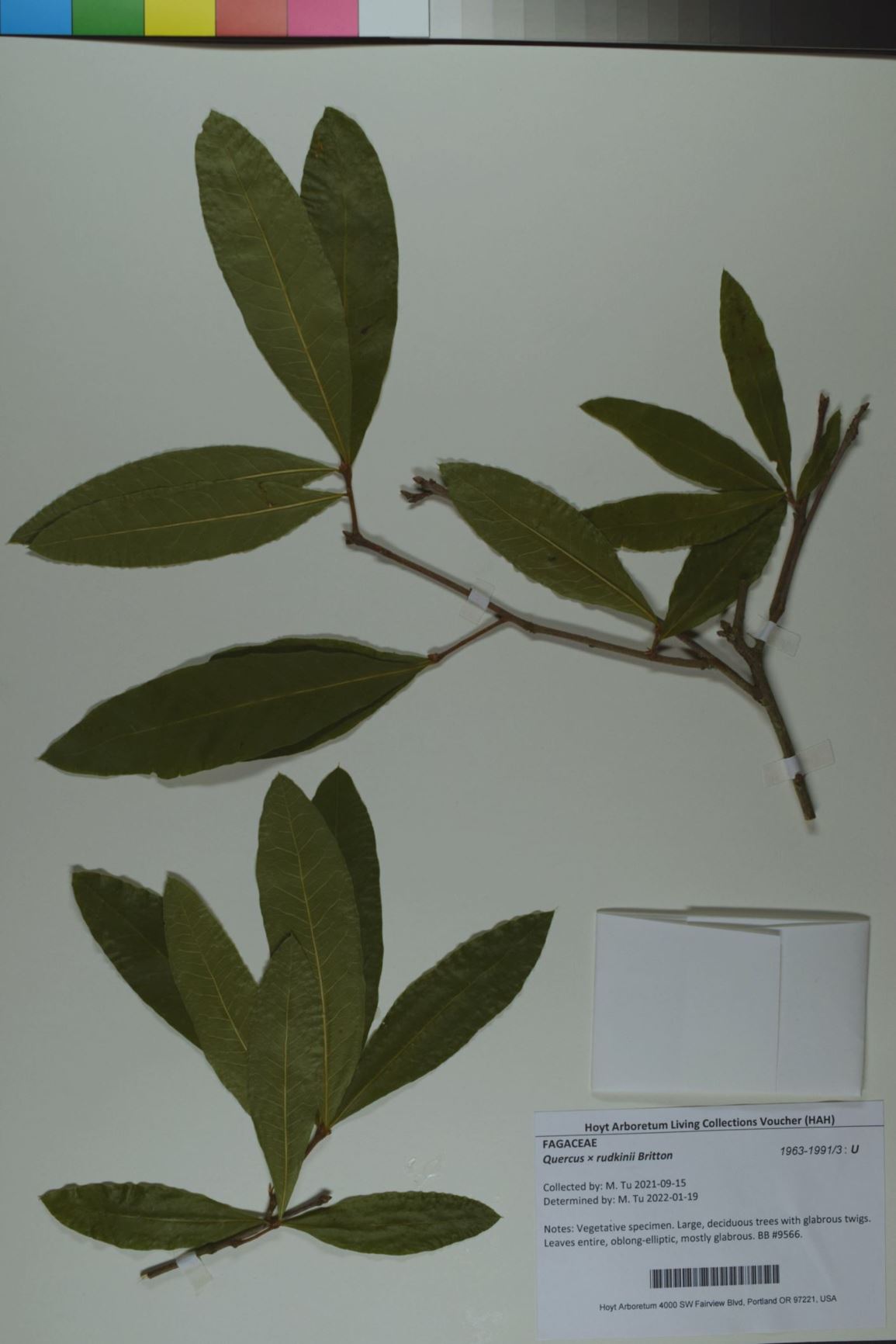 Quercus × rudkinii - Rudkin Oak
