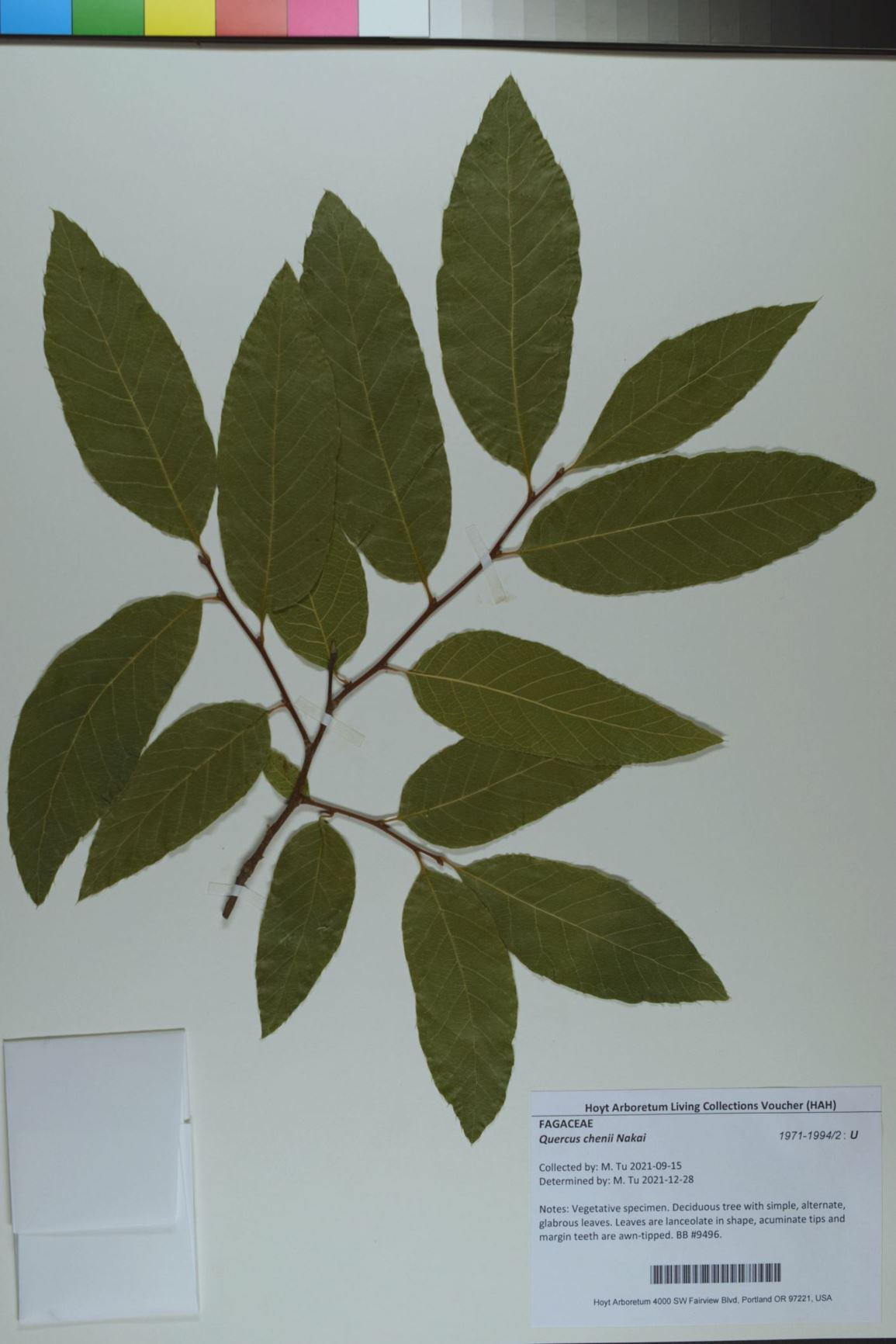 Quercus chenii - Chenii Oak, Chenii Oak