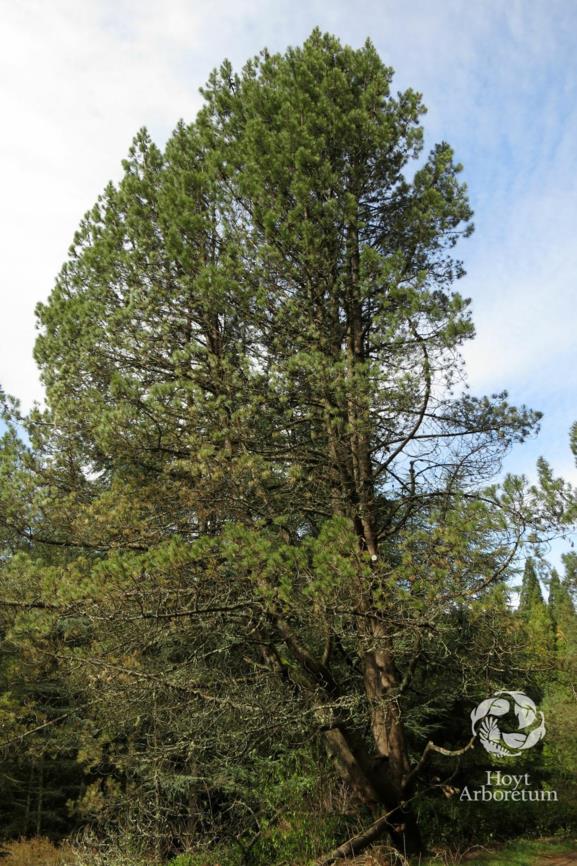 Pinus attenuata - Knobcone Pine