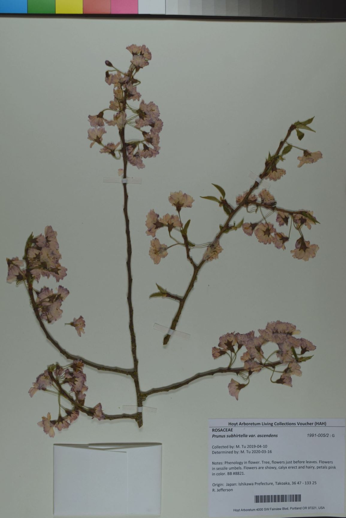 Prunus subhirtella var. ascendens