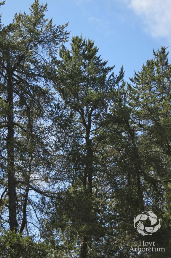Pinus banksiana - Jack Pine