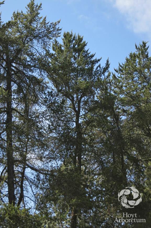 Pinus banksiana - Jack pine, scrub pine, black pine, gray pine, Hudson Bay pine, jack pine