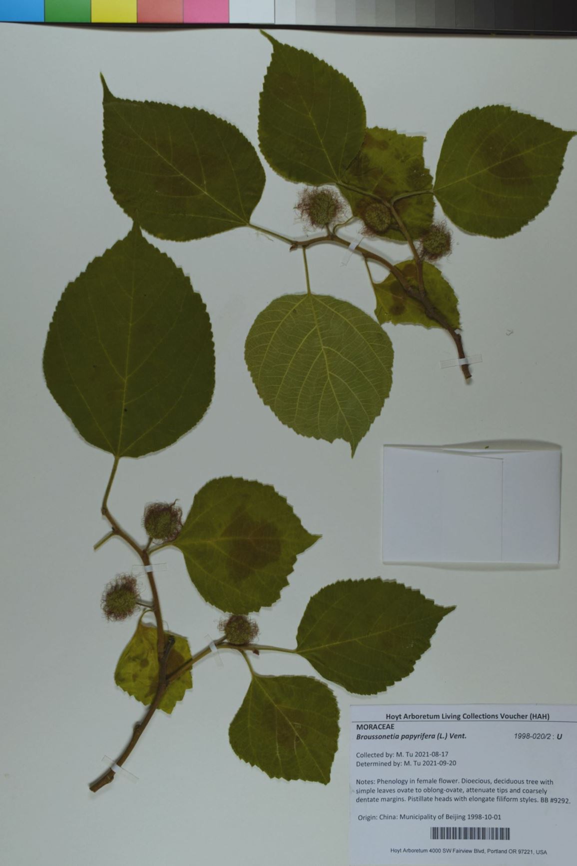 Broussonetia papyrifera - paper mulberry, wauke