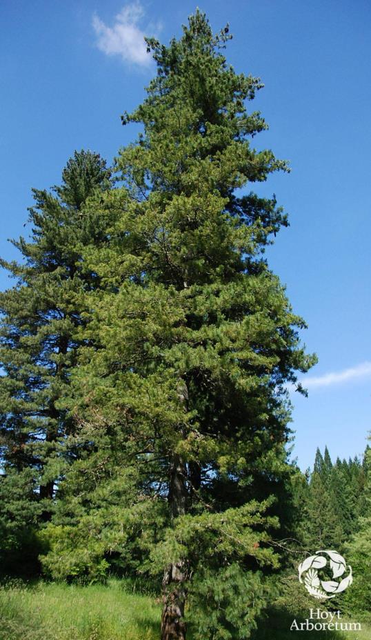 Pinus monticola - Western White Pine