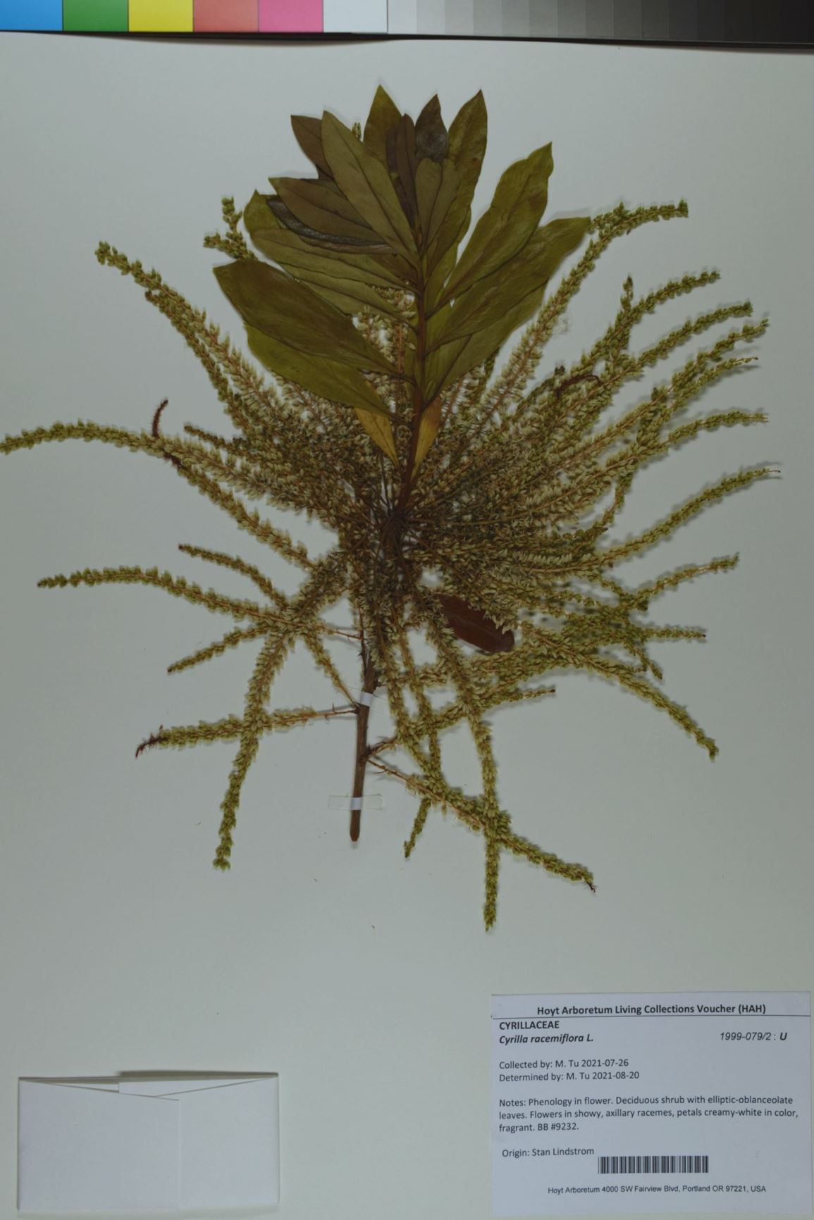 Cyrilla racemiflora - leatherwood, swamp cyrilla, swamp titi