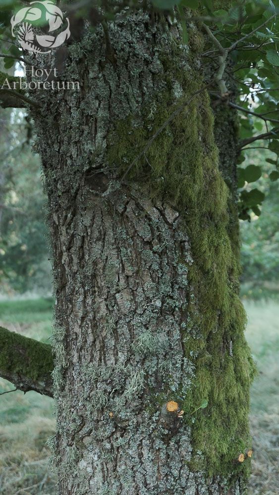 Alnus glutinosa
