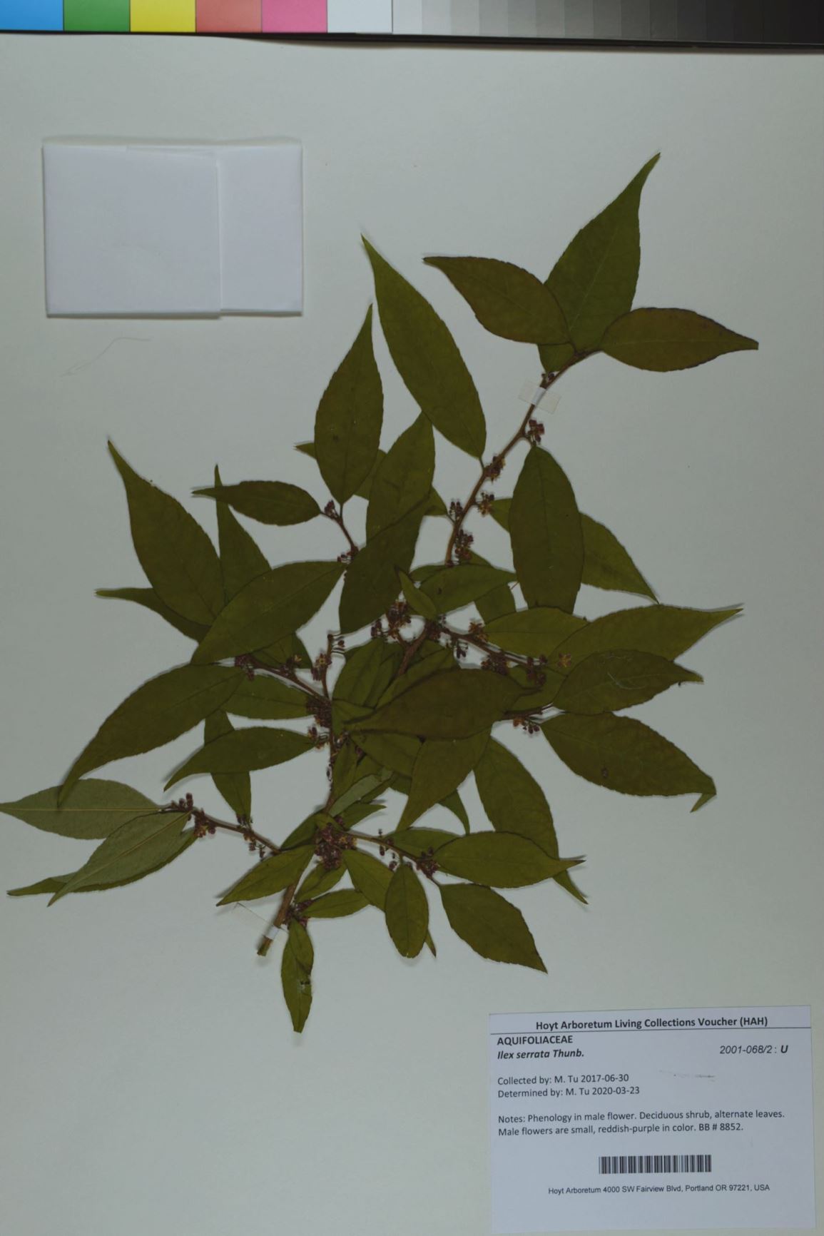 Ilex serrata - Japanese Winterberry