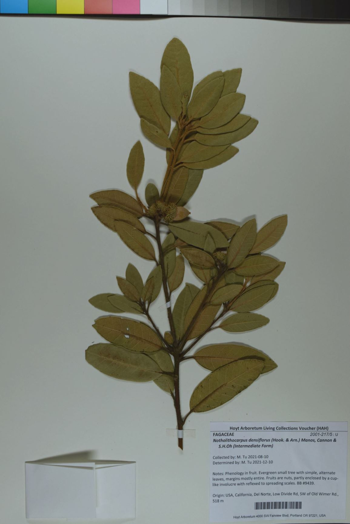 Notholithocarpus densiflorus (Intermediate Form)