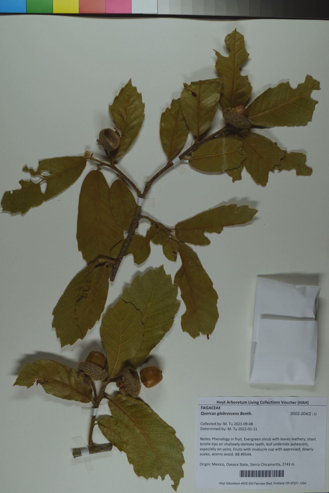 Quercus glabrescens