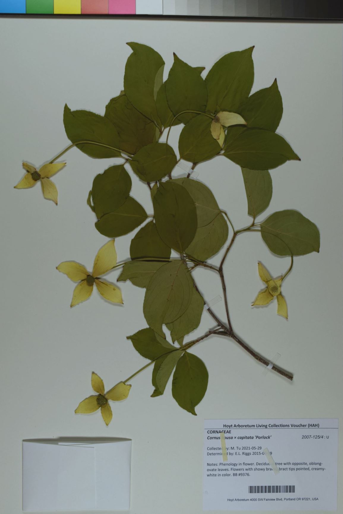 Cornus kousa × capitata 'Porlock'