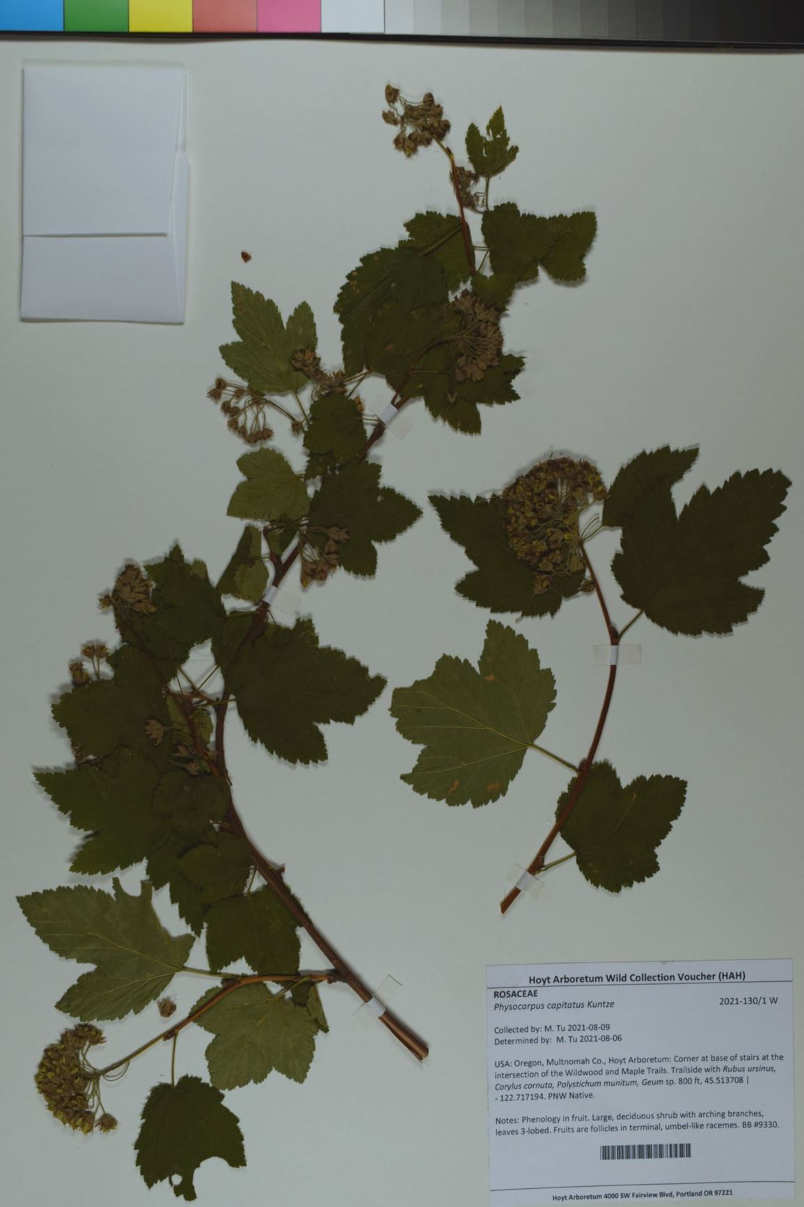 Physocarpus capitatus - Pacific ninebark