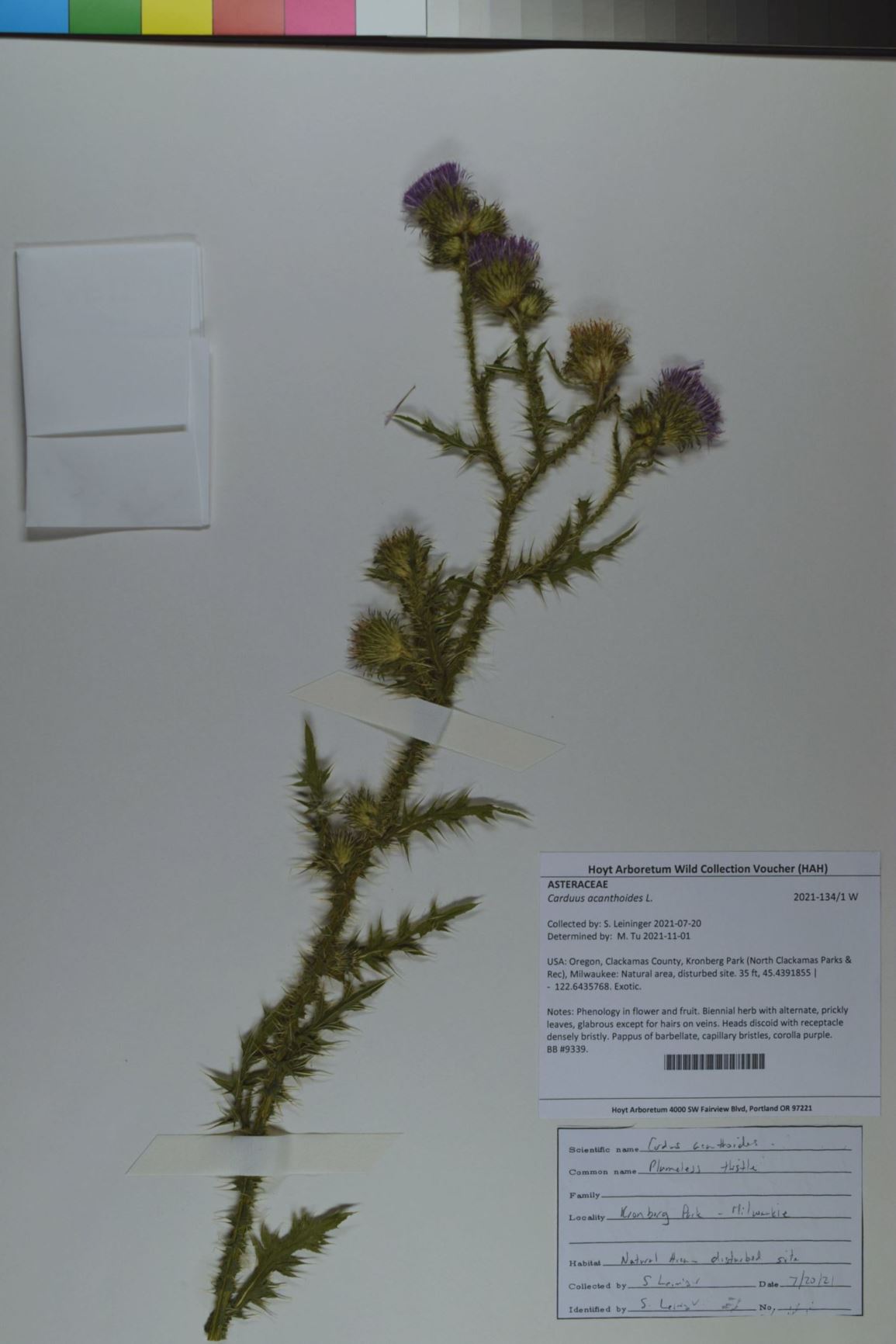 Carduus acanthoides - spiny plumeless thistle, welted thistle, plumeless thistle