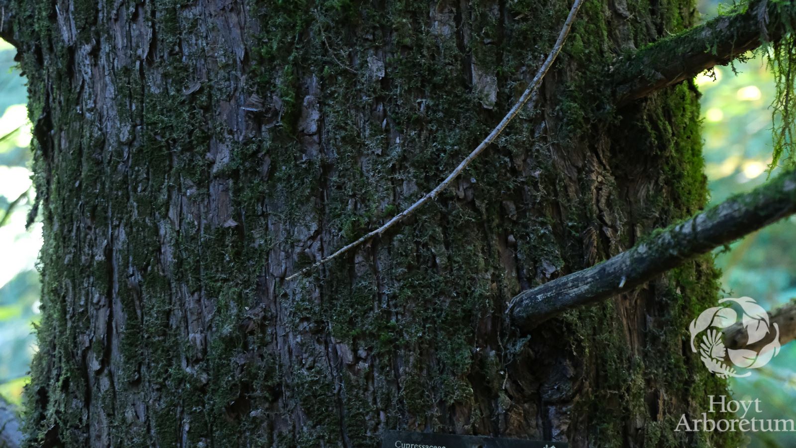 × Cuprocyparis leylandii - Leyland Cypress