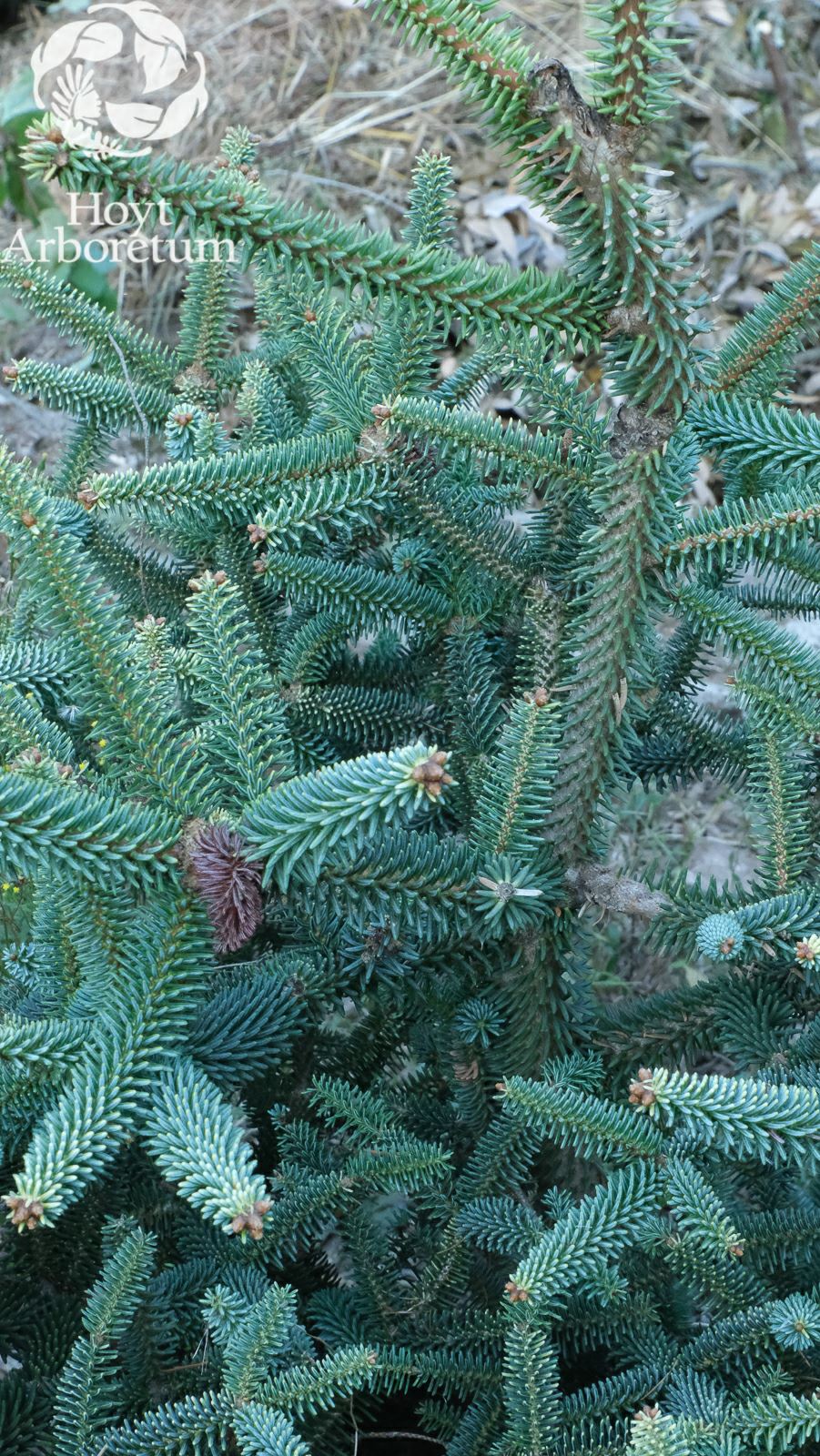 Abies pinsapo 'Aurea' - golden Spanish fir