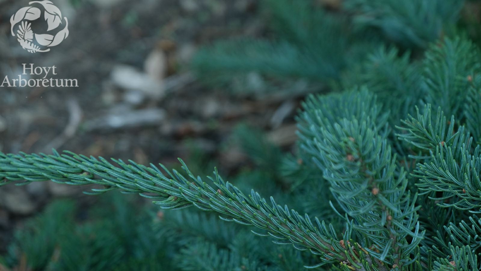Abies procera 'La Graciosa' - la graciosa noble fir
