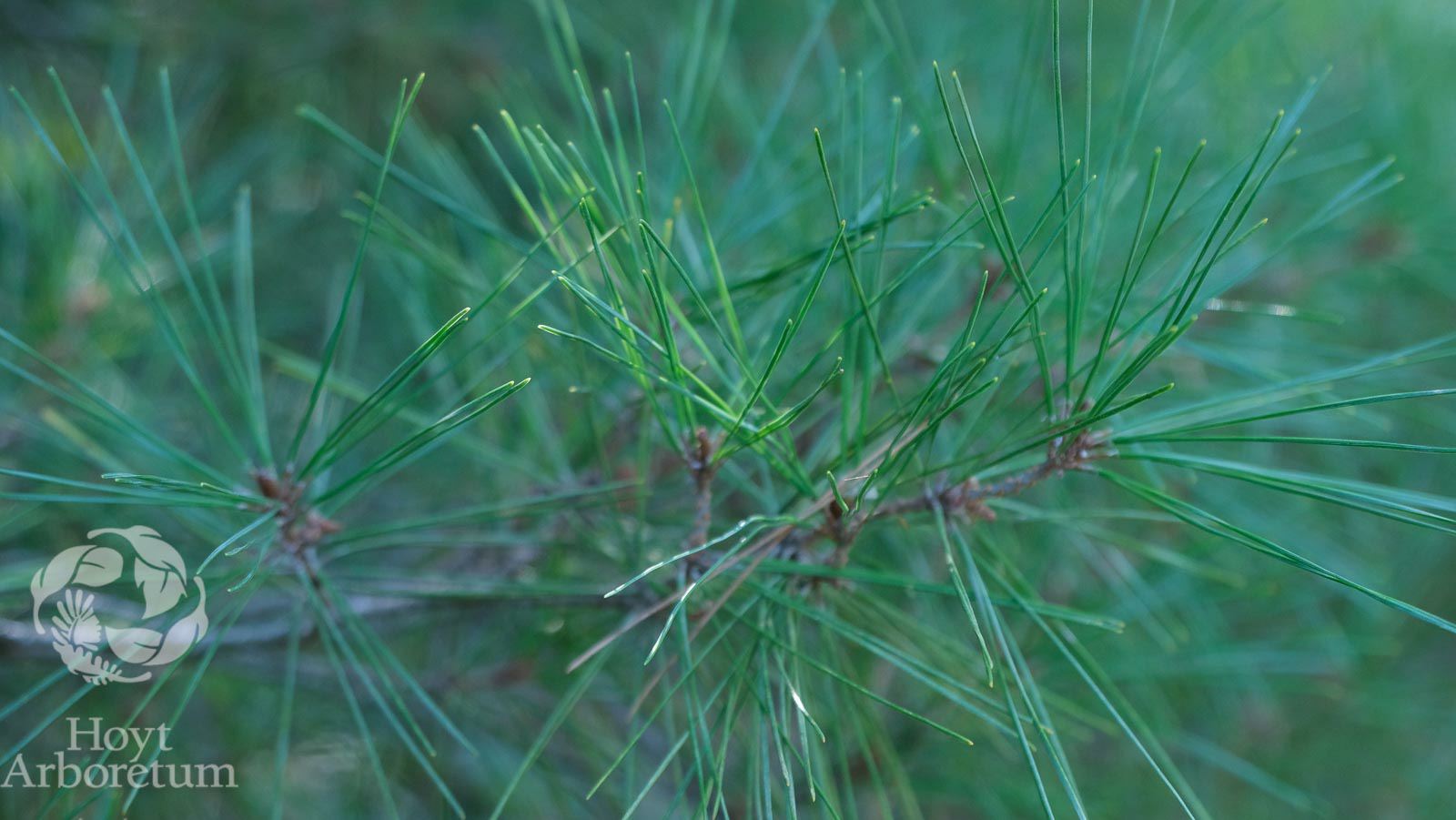 Pinus densiflora 'Umbraculifera' - Tanyosho Pine