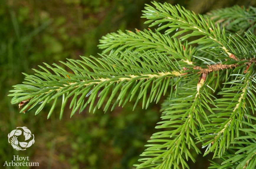 Picea sitchensis - Sitka Spruce