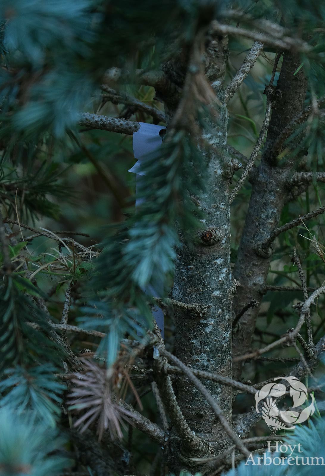 Pseudotsuga menziesii 'Glauca' - Blue Douglas-fir