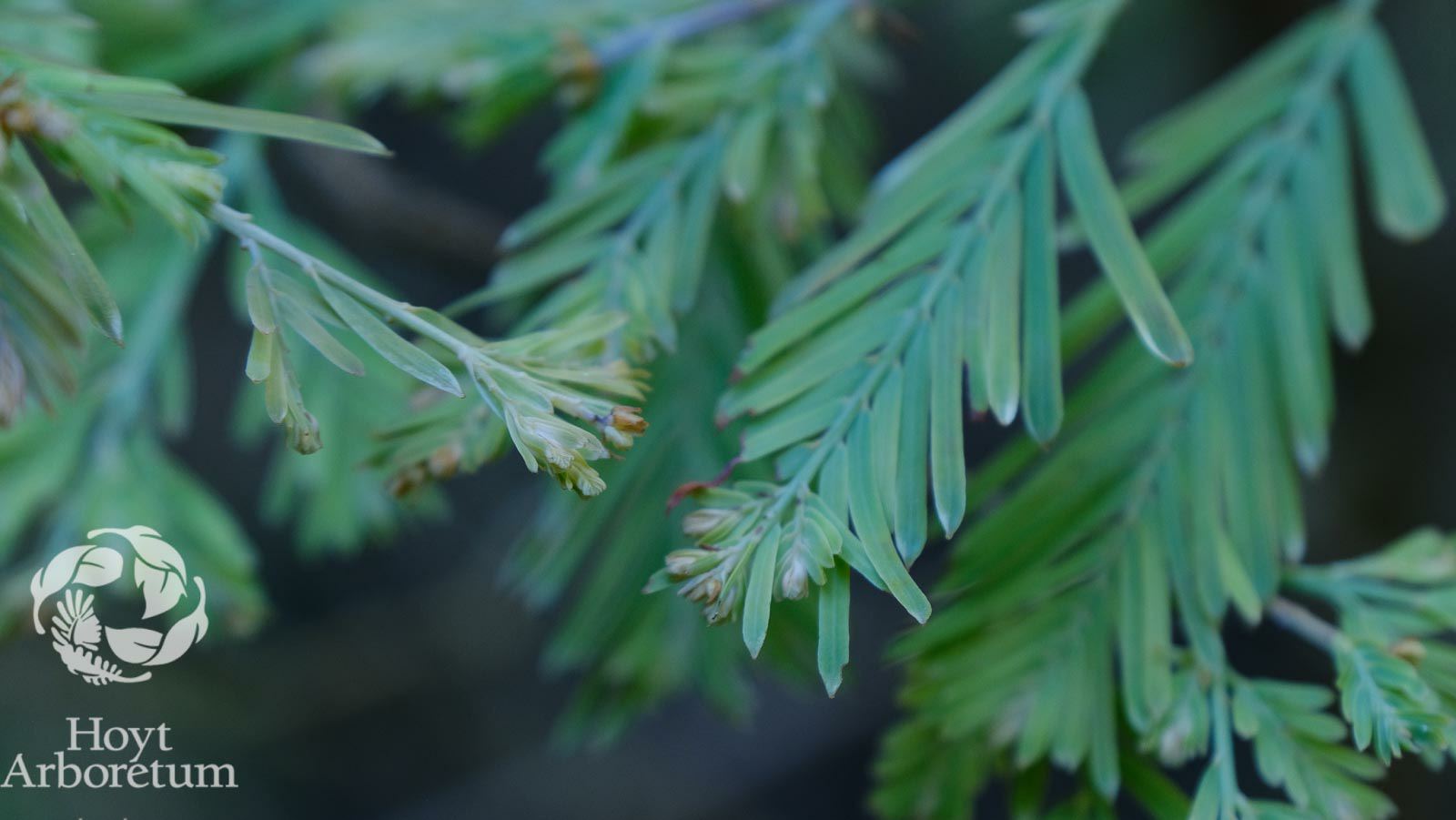 Metasequoia glyptostroboides 'Schirrmann's Nordlicht' - Schirrmann's Nordlicht dawn redwood