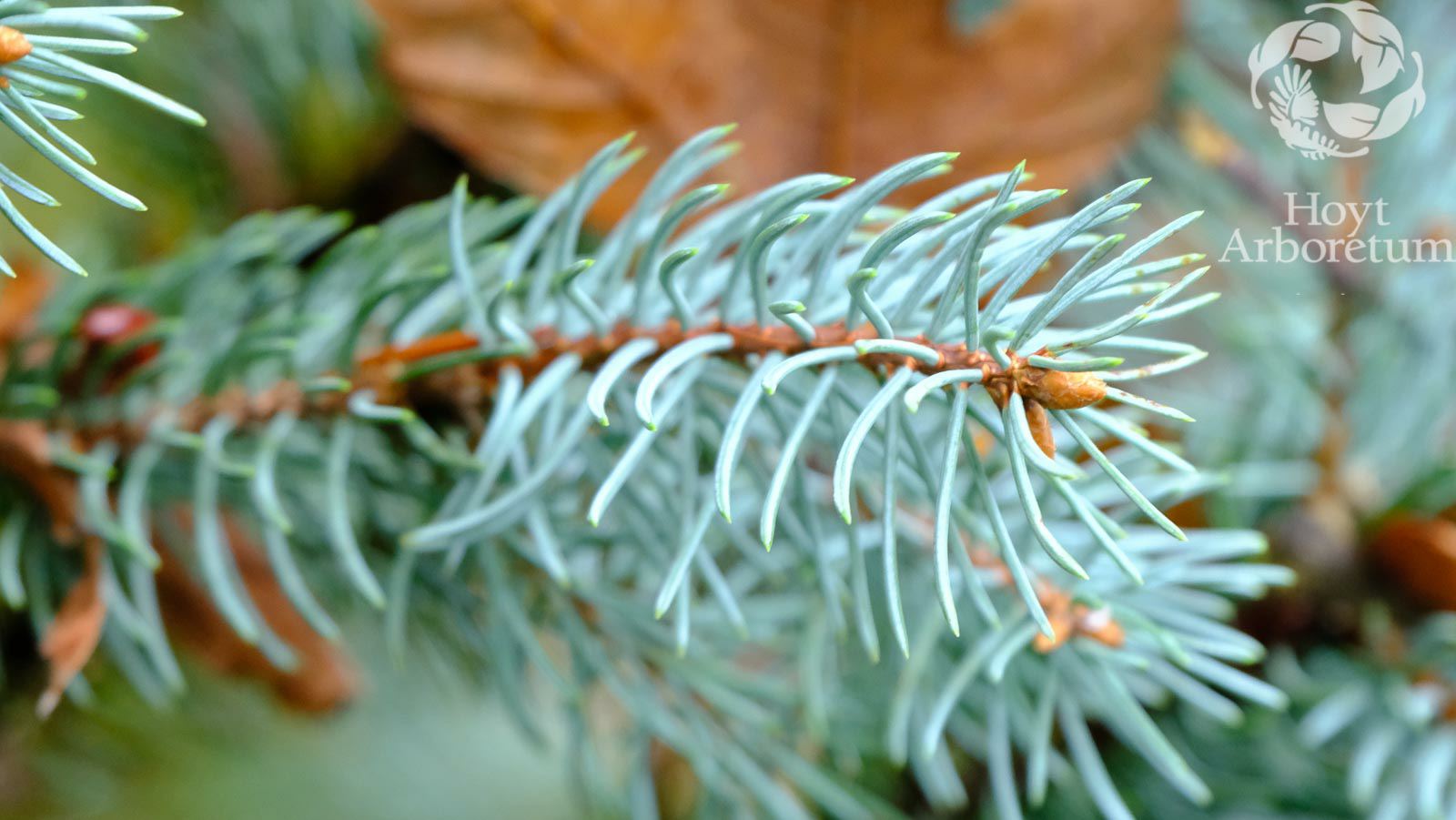 Picea pungens 'Iseli's Fastigiata'