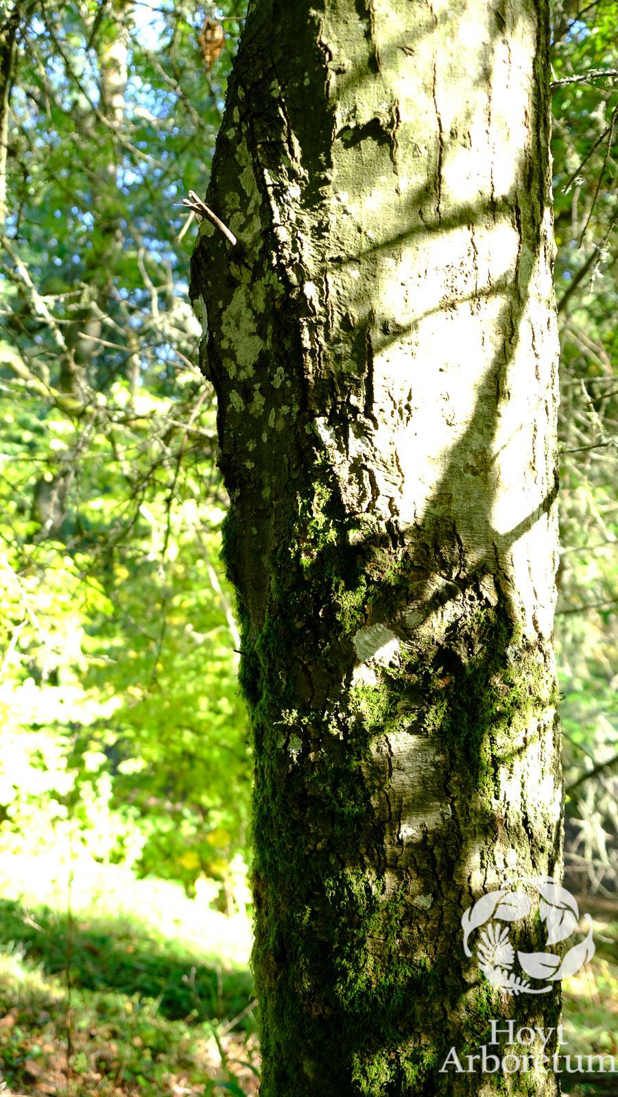 Quercus laurifolia - Laurel oak