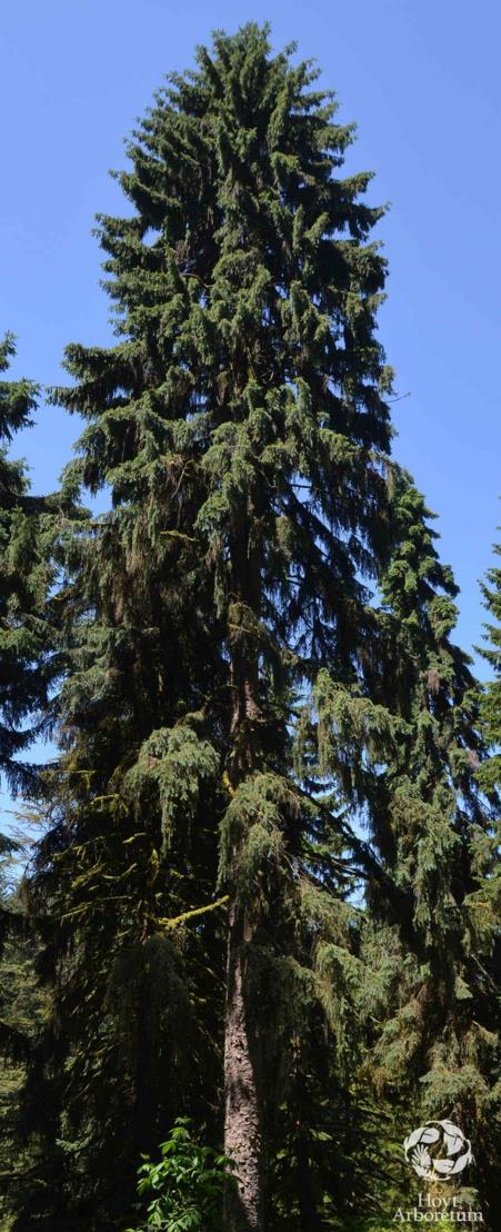 Picea engelmannii - Engelmann Spruce